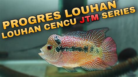 Update Progres Ikan Louhan Cencu Jtm Series Youtube