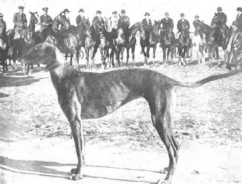 Federación Española de Galgos Historia