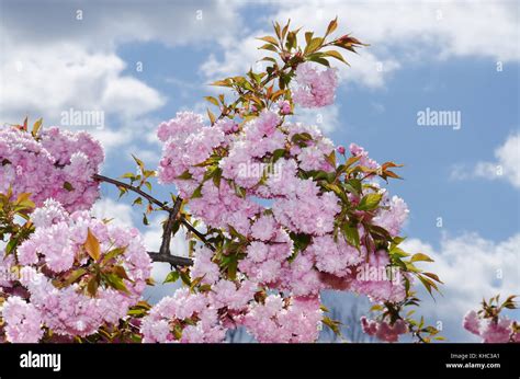 Prunus Kiku Shidare Sakura Hi Res Stock Photography And Images Alamy