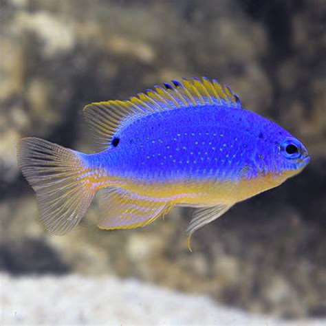 Blue Devil Damselfish Care & Facts (Chrysiptera cyan)