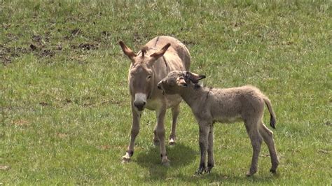 Asina E Il Suo Asinello Che Si Fanno Le Coccole In Valle Stura Cn Dom