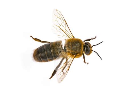 A Bee Drone Male Bee Close Up With With Visible Genital Organs Stock