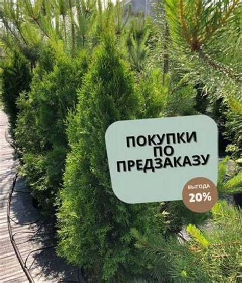 Туя 2м | Festima.Ru – частные объявления