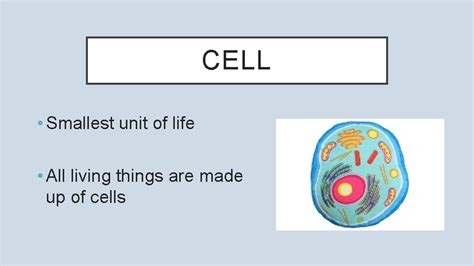 Living Organisms Vocabulary Cell Smallest Unit Of Life