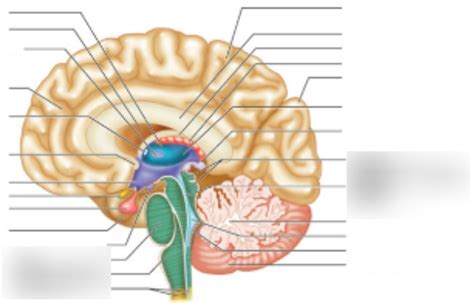 Brain Stem Diagram Quizlet