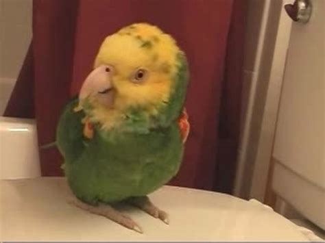 Singing Parrot Vid O Dailymotion