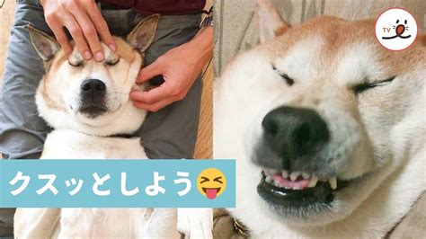 思わずニヤける😂 変なお顔のワンコたちが大集合🐕 【peco Tv】 Youtube