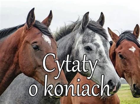 Cytaty O Koniach Sentencje I Aforyzmy Z Ote My Li Przys Owia