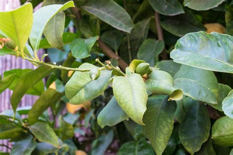 Para Qu Sirven Las Hojas Del Limonero Huerto En Casa