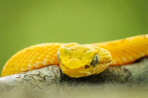 The stunning Golden Eyelash palm pit Viper | Le Big Trip