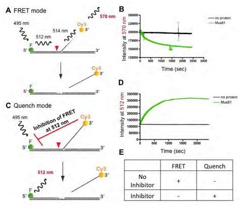 Fluorescence Based Nuclease Assay In Fret And Quench Modes A Fret