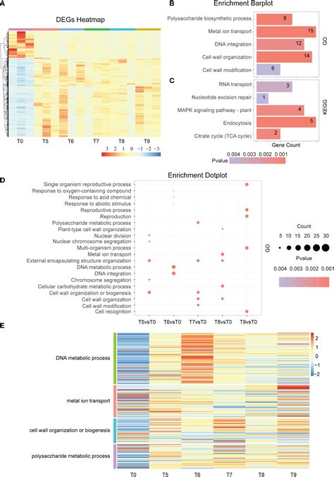 Frontiers Temporal Transcriptome Analysis Reveals Several Key