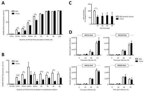 Viruses Free Full Text Exogenous Vimentin Supplementation