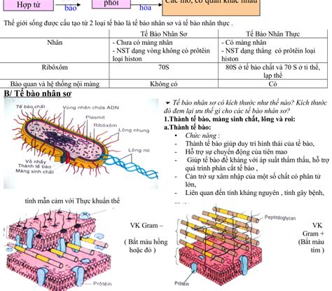 Chuyên đề Cấu trúc của tế bào