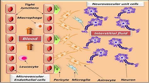 Schematic Representation Of The Components Of The Blood Brain Barrier