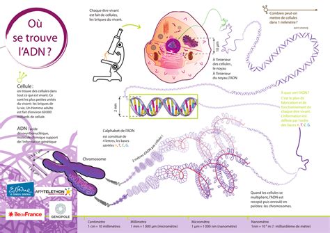 Où Se Trouve L`adn