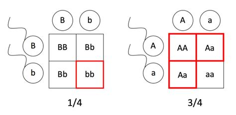 Pedigrees And Punnett Squares Mt Hood Community College Biology 102