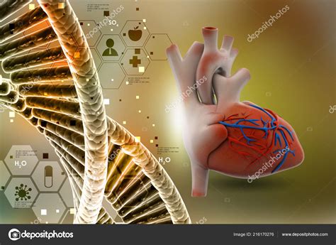 Human Heart Color Background Stock Photo by ©cuteimage1 216170276