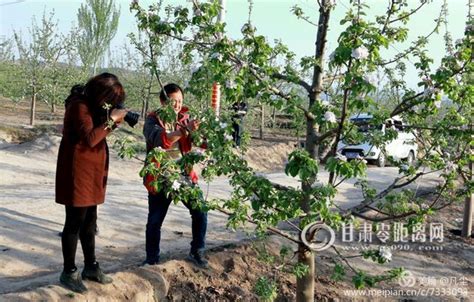 零距离采风团走进静宁县余湾乡苹果花香