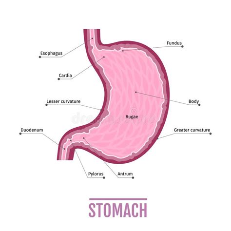 Illustrazione Medica Dello Stomaco Umano Schema Per I Manuali