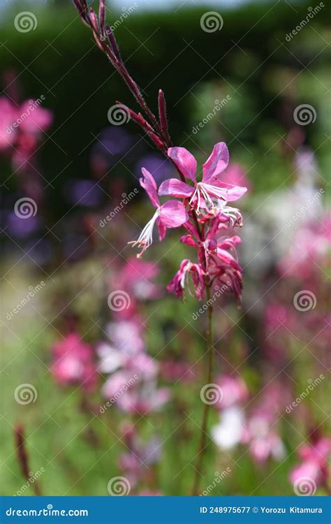 Gaura pink flowers. stock image. Image of flowering - 248975677