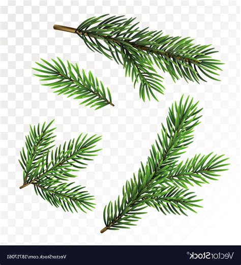 Christmas Tree Branch Vector At Vectorified Collection Of