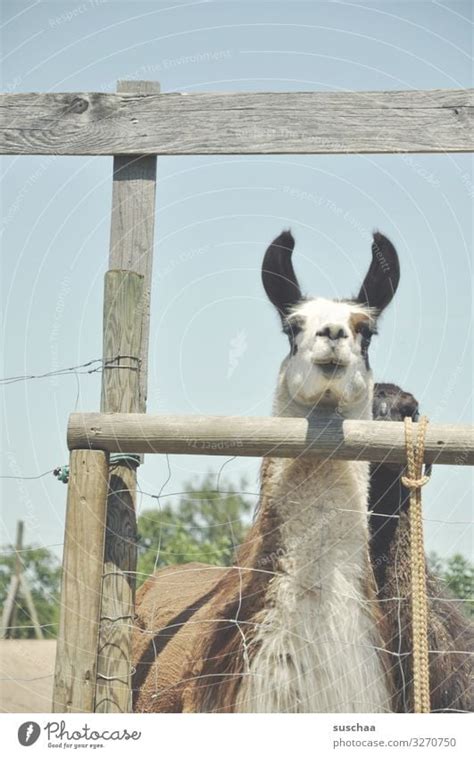 Ein Lama Lama Tier Ein Lizenzfreies Stock Foto Von Photocase