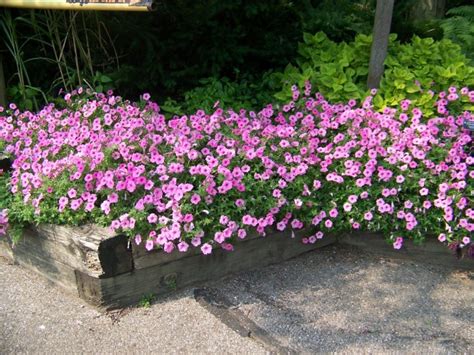Petunia hybrid 'Supertunia® Vista Bubblegum®' Supertunia® Vista ...