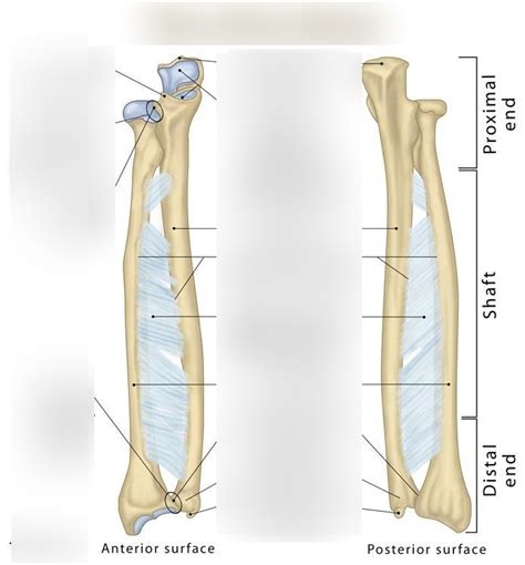 Ulna Diagram Quizlet