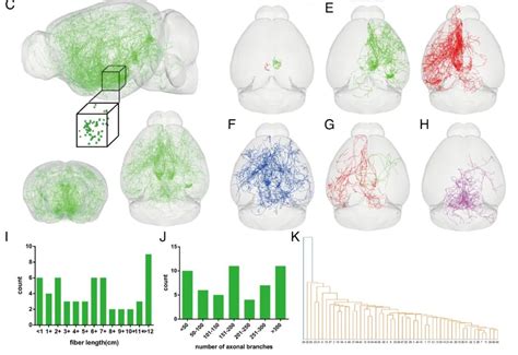 Pnas：浙中医陈忠教授团队绘制首个小鼠全脑组胺能神经元投射图谱