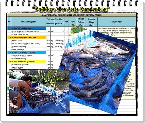 Budidaya Lele Sangkuriang Menguntungkan Analisis Modal Usaha