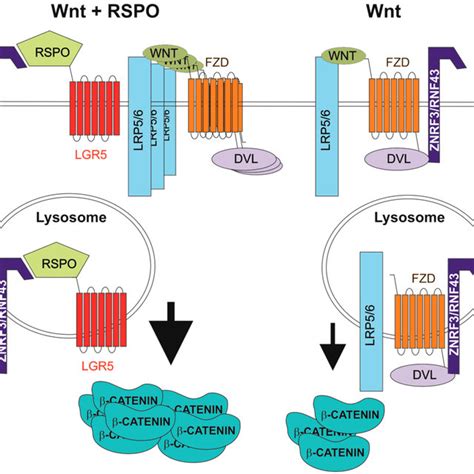 Enhancement Of Wnt Signalling By R Spondin Rspo Ligands Dvl