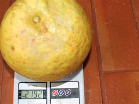 Quanto Pesa Um Limao - Limão gigante de Sidrolândia pesa mais de dois quilos | Dourados Agora