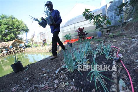 Aplikasi Penerapan Urban Farming Dan Kang Pisman Republika Online