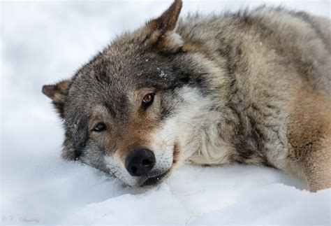 Wolf Relaxing Time Thanks To Everyone Who Takes The Time T Flickr