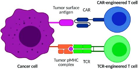 Chimeric Antigen Receptor Car And T Cell Receptor Tcr Engineered T