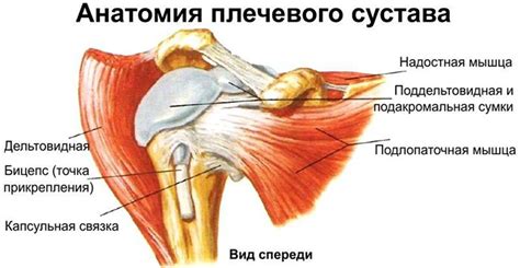 Строение плечевого сустава: анатомия, функции