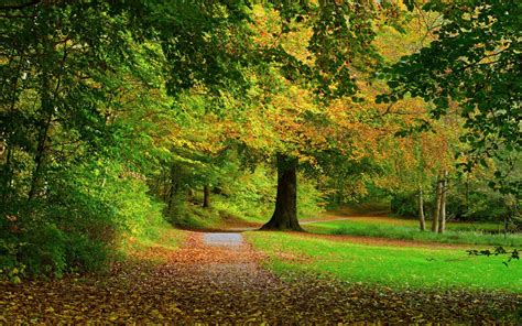 Wallpaper Sunlight Trees Landscape Fall Leaves Nature Grass