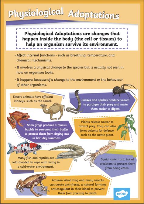 Animal Adaptations - MATARAWA 2021