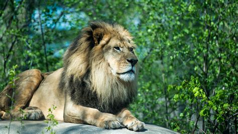 Lion Sitting Paws Stone Predator Animal Nature Green Leaves Plants Blur ...