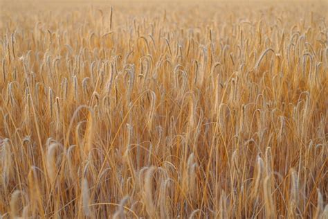 Lindo Campo Dourado Espigas De Trigo Ao P R Do Sol Foto Premium