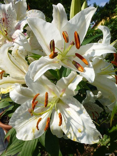 Forum / Obrázek : Lilie Muscadet | Garten.cz