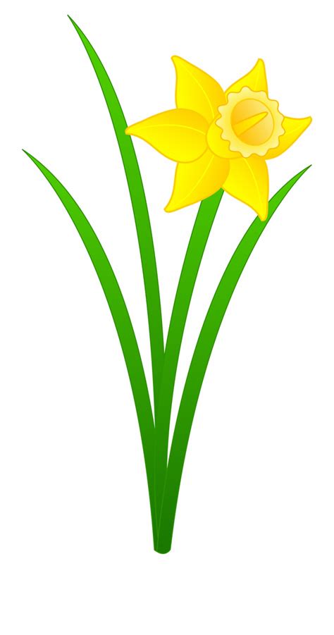 narcissus flower clip art 10 free Cliparts | Download images on ...