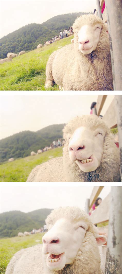 25+ Smiling Animals That Will Instantly Make You Smile | Bored Panda