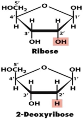 Dna Structure And Replication Flashcards Quizlet