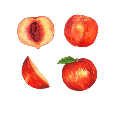 Conjunto De Ilustraci N De Im Genes Predise Adas De Fruta Durazno