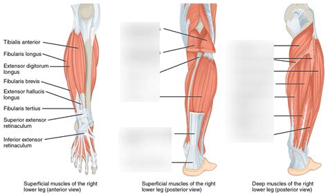 Leg Muscles - Posterior Diagram | Quizlet