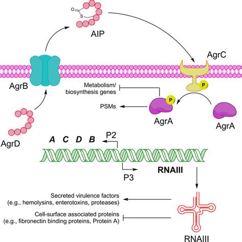 GSK690693 potentiates the inhibitory action of ceftriaxone in a... | Download Scientific Diagram