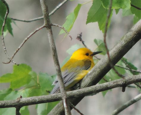 Prothonotary Warbler Evan Maldonado Flickr