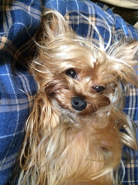 #yorkshireterrier Yorkshire Terrier, Dogs, Animals, Yorkshire Terriers ...